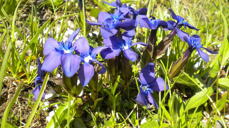 Gentiana verna